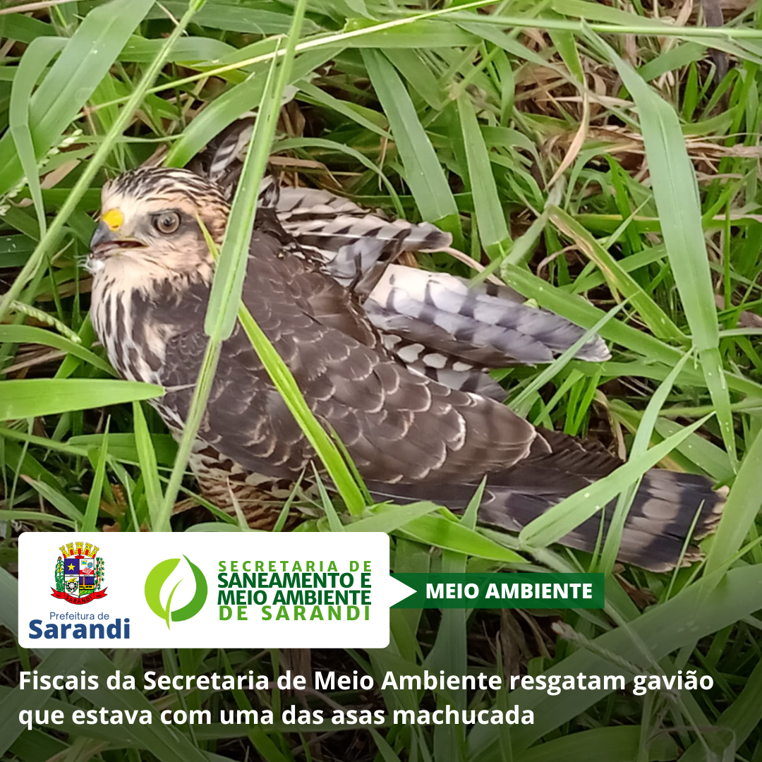 Fiscais da Secretaria de Meio Ambiente resgatam gavião que estava com uma das asas machucada
